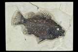 Fossil Fish (Cockerellites) - Green River Formation #129698-1